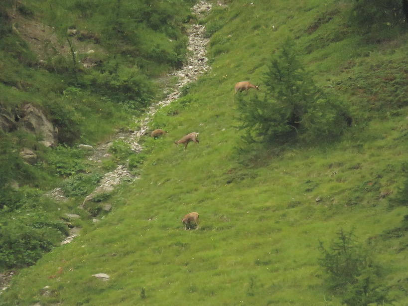 chamois